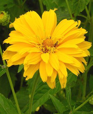 Heliopsis Yellow