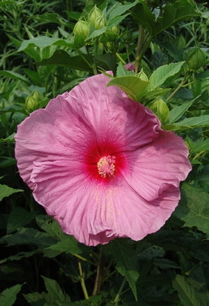 Hibiscus Fantasia