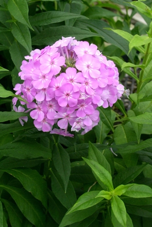 Phlox Paniculata David