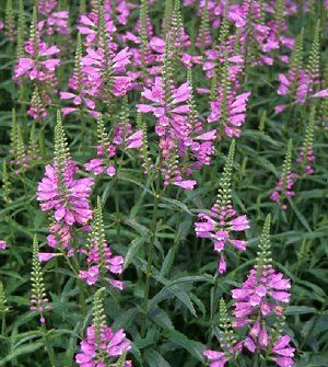 obedient plant