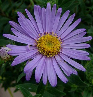 single flowers portrayal