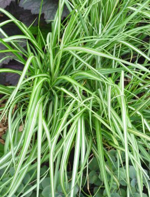 calamagrostis avalanche