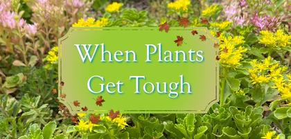 When Plants Get Tough