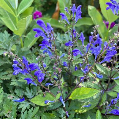 Image courtesy of Plants Nouveau