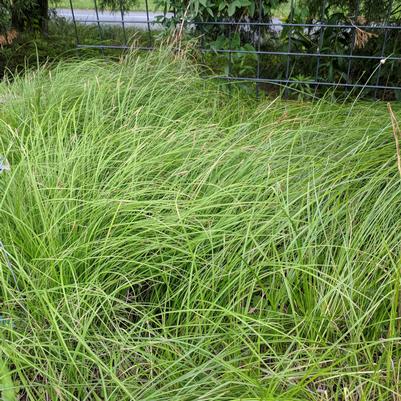 Carex woodii 