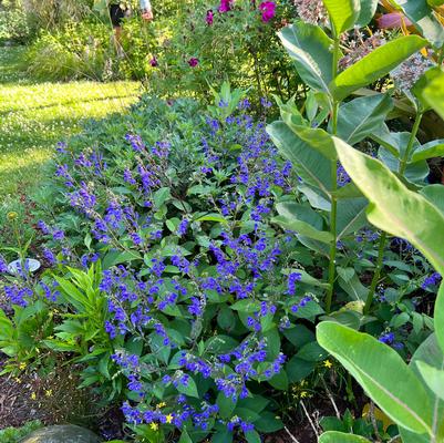 Scutellaria Bumblebee Blues