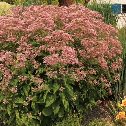 Eupatorium Monarch Madness® Pink Nonknipss