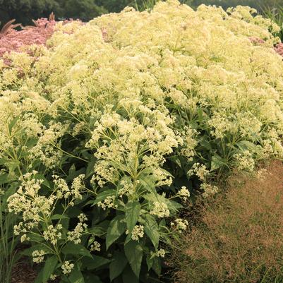 Eupatorium Monarch Madness® White Nonetihwss