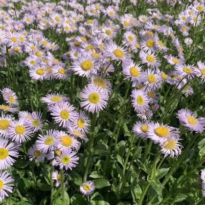 Erigeron pulchellus var. pulchellus Pleasant Stream