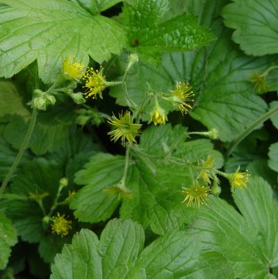 Waldsteinia lobata 